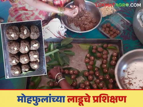 Latest News How to make nutritious laddus from Moha flower, training at Tondapur Krishi Vigyan Kendra, read in detail | Mohfule Ladu : असे बनवा मोह फुलापासून पौष्टिक लाडू, तोंडापूर कृषी विज्ञान केंद्रात प्रशिक्षण, वाचा सविस्तर