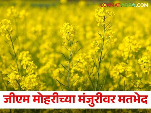 Controversy over Supreme Court's decision to approve Mustard ``GM'' | Supreme Court's decision about Mustard ``GM": जीएम वाणावर सर्वोच्च न्यायालयाचा असा आला निर्णय