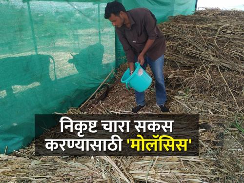 production of fodder, fodder scarcity and importance molasses | चारा उत्पादन, चारा टंचाई आणि मोलॅसिसचे महत्व