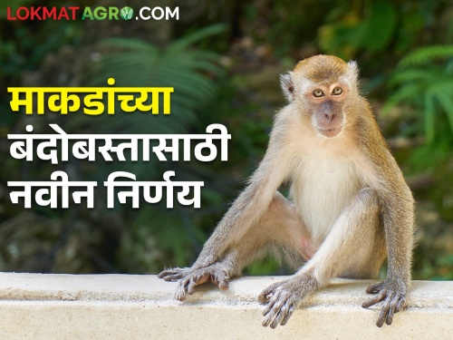 The state government took this decision in view of the loss of crops caused by monkeys? | माकडांकडून होणारे पिकांचे नुकसान पाहता राज्य शासनाने घेतला हा निर्णय?