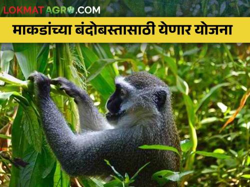 There will be an control of monkeys that damage the crops | पिकांचे नुकसान करणाऱ्या माकडांच्या उच्छादाचा होणार बंदोबस्त