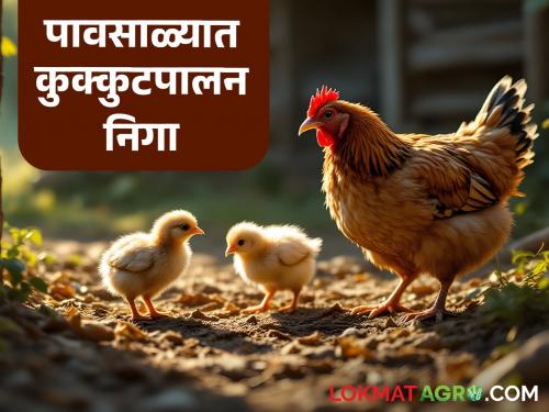 How will you manage sheds and feed to prevent poultry diseases during the monsoon? | पावसाळ्यात कुक्कुटपालनातील रोग प्रतिबंधासाठी कसे कराल शेड व खाद्याचे व्यवस्थापन?