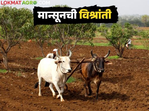 How long will the monsoon take a break? Should sowing be done? Know in detail | मान्सून किती दिवस घेणार विश्रांती? पेरणी करावी का? जाणून घ्या सविस्तर