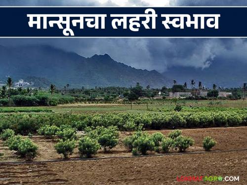 latest news Maharashtra Weather Imbalance: Monsoon havoc! Heavy rain and drought in the state at the same time Read in detail | Maharashtra Weather Imbalance : मान्सूनचा कहर! राज्यात अतिवृष्टी आणि दुष्काळ एकाचवेळी वाचा सविस्तर