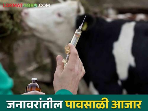 Diseases that livestock can get during monsoon; How do you take care? | जनावरांना पावसाळ्यात होऊ शकतात हे आजार; कशी घ्याल काळजी