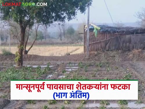 latest news Avakali Paus: Pre-monsoon rains cause power outages in Karanja taluka, crop damage Read in detail | Avakali Paus: मान्सूनपूर्व पावसाचा थैमान! कारंजा तालुक्यात वीज खंडित, पिकांचे नुकसान वाचा सविस्तर