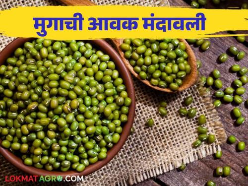 Moong Bajar Bhav : Highest arrival of moong in Latur market; Read the price in detail | Moong Bajar Bhav : मुगाची सर्वाधिक आवक लातुरच्या बाजारात; काय मिळाला भाव ते वाचा सविस्तर