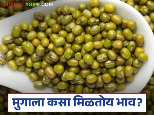 latest news Moong Market: Green, shiny and local moong; How much does it cost for whom? Read in detail | Moong Market : हिरवा, चमकी आणि लोकल मुग; कोणाला किती दर? वाचा सविस्तर