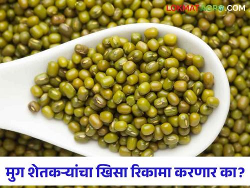 Moong Market Update: When will moong get guaranteed price; Farmers eyes on the government | Moong Market Update : मुगाला हमीभाव कधी मिळणार; शेतकऱ्यांचे शासनाकडे डोळे