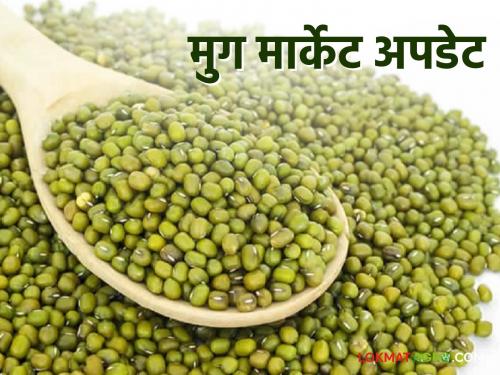 Moong Market Update: Now the prices of moong have fallen; Farmers' pockets will be empty? Read in detail | Moong Market Update : आता मुगाचे दर गडगडले; शेतकऱ्यांचा खिसा राहणार रिकामा? वाचा सविस्तर