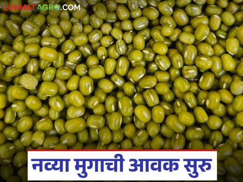 New arrival of moong has started in Ahilyanagar market; How were the prices in the last 5 days? | अहिल्यानगर बाजारात नवीन मुगाची आवक सुरू; मागील ५ दिवस कसे राहिले दर?