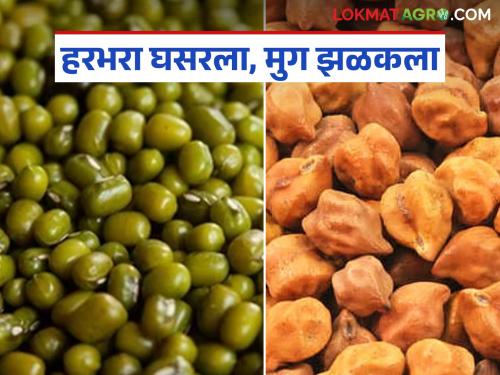 latest news Moong Market Update: Grain market booms; Moong shines, gram falls read in details | Moong Market Update : धान्य बाजारात तेजी; मुग चमकला, हरभरा घसरला वाचा सविस्तर