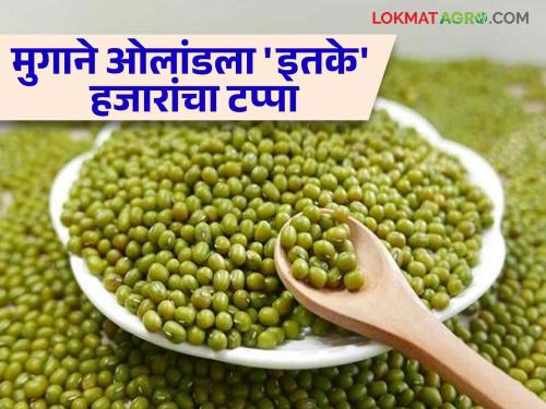 Moong Market Upate: in the market moong get high rate; Price increase due to decrease in Arrival, read the price in detail | Moong Market Update : बाजारात मुग खात आहे भाव; आवक घटल्याने दर वाढ काय मिळाला भाव वाचा सविस्तर