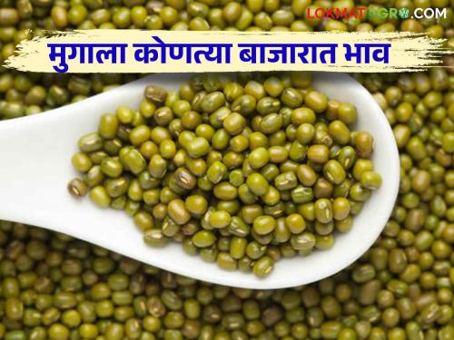 Moong Bajar Bhav : Moong Highest arrival in Mumbai market today; Read the price in detail | Moong Bajar Bhav : आज मुंबईच्या बाजारात सर्वाधिक मुगाची आवक; काय मिळाला भाव वाचा सविस्तर