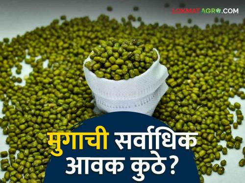 Moong Bajar Bhav : Highest arrival of moong in Jalkot market; Read the price in detail | Moong Bajar Bhav : जळकोट बाजारात मुगाची सर्वाधिक आवक; काय भाव मिळाला ते वाचा सविस्तर