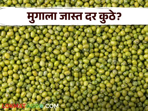 Moong Bajar Bhav : Green moong arrival is highest in Latur market today; Read the price in detail | Moong Bajar Bhav : आज लातुरच्या बाजारात हिरव्या मुगाची आवक सर्वाधिक; काय मिळाला भाव ते वाचा सविस्तर