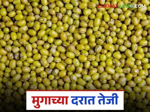 latest news Moong Bajarbhav: Boom in the moong market: High demand for green moong and local, prices increased Read in detail | Moong Bajarbhav: मुग बाजारात तेजी: हिरवा मुग व लोकलला जास्त मागणी, दर वाढले वाचा सविस्तर