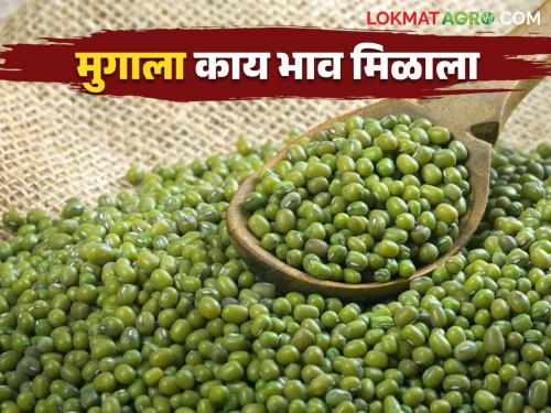 Moong Bajar Bhav: Highest arrival of moong in Mumbai market | Moong Bajar Bhav : मुगाची सर्वाधिक आवक मुंबईच्या बाजारात काय मिळाला भाव ते वाचा सविस्तर