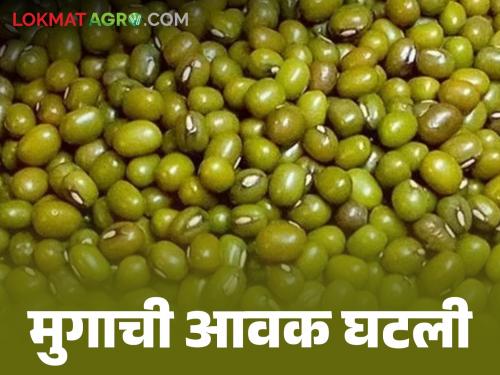 Moong Bajar Bhav : Moong arrival highest in Latur market; Read in detail what you got | Moong Bajar Bhav : मुगाची आवक लातूर बाजारात सर्वाधिक ; काय मिळाला दर ते वाचा सविस्तर