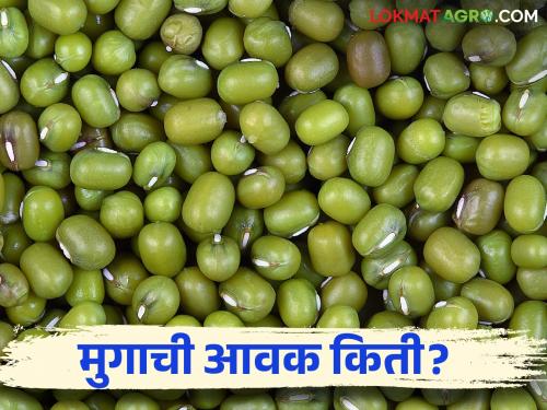 Moong Bajar Bhav : Where was the maximum arrival of moong; Read the price in detail | Moong Bajar Bhav : मुगाची सर्वाधिक आवक कुठे झाली; काय भाव मिळाला ते वाचा सविस्तर