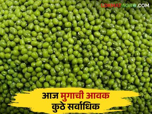 Moong Bajar Bhav : Latur's market has the highest arrival of green moong; Read in detail what price he got | Moong Bajar Bhav : लातुरच्या बाजारात हिरव्या मुगाची आवक सर्वाधिक; त्याला काय भाव मिळाला ते वाचा सविस्तर