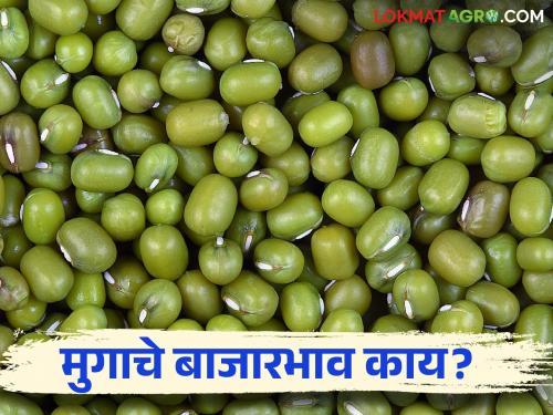 Moong Bajar Bhav: Moong arrival 1242 quintals; Read in detail what is the rate | Moong Bajar Bhav :  मुगाची आवक १२४२ क्विंटल; काय मिळतोय दर ते वाचा सविस्तर