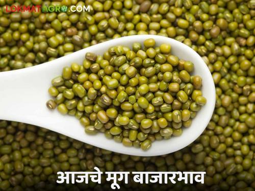 Moong Bajar Bhav : Which market has the highest arrival of green moong; Read in detail what the price is getting | Moong Bajar Bhav : हिरवा जातीच्या मुगाची सर्वाधिक आवक कोणत्या बाजारात; काय मिळतोय भाव ते वाचा सविस्तर