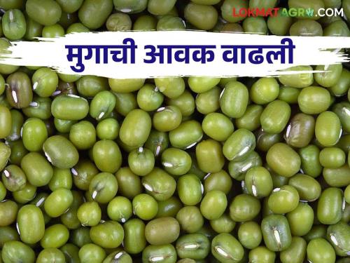 Mug Bajarbhav : How the market price is getting a decrease in the production of mung bean due to rain | Mug Bajarbhav : पावसामुळे मुगाच्या उत्पादनात घट कसा मिळतोय बाजारभाव