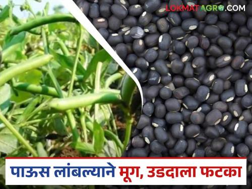 latest news Crop Pattern: Missed timing of rains; Moong-Udda sowing hit hard in 'this' district Read in detail | Crop Pattern : पावसाचे टायमिंग हुकले; 'या' जिल्ह्यात मूग-उडदाच्या पेरणीला जोरदार फटका वाचा सविस्तर