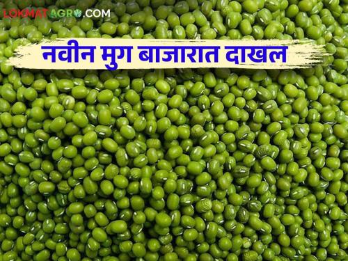 Moong Market Update: New moong market entry; What price did you get? Read in detail  | Moong Market Update : नवीन मुगाची बाजारात सुरु  आवक; काय मिळाले भाव? वाचा सविस्तर 