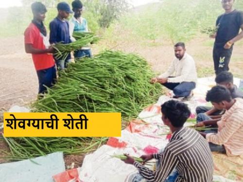 Latest News Dhule farmer set up moringa farm on two acres | कृषी सल्ला ठरला मोलाचा, धुळ्याच्या शेतकऱ्याने अडीच एकरांवर उभारली शेवग्याची शेती