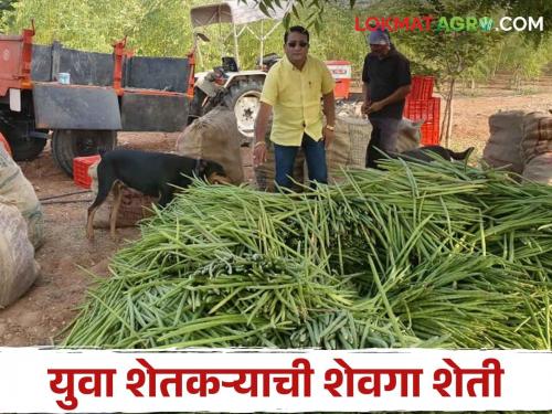 Latest News farmer of Chandrapur has done moringa cultivation as alternative to rice farming | Success Story : चंद्रपूरच्या युवा शेतकऱ्याची कमाल, धान शेतीत फुलविली शेवग्याची शेती!