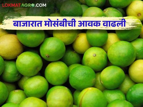 Mosambi Market : Inflow of "so many" tonnes into the Mosambi market; "This" price is available per ton | Mosambi Market : मोसंबी बाजारपेठेत "इतके" टनांची आवक; प्रतिटन मिळतोय "हा" भाव