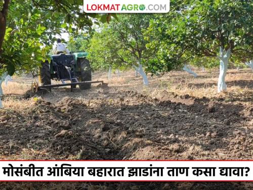 Mosambi Ambiya Bahar : How to stress the trees to produce more fruits in the sweet lime fruit crop; Read in detail | Mosambi Ambiya Bahar : मोसंबी पिकात अधिक फळ लागण्यासाठी झाडांना कसा द्याल ताण; वाचा सविस्तर