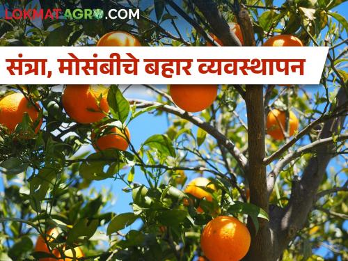 How to do Ambia Bahar management of citrus fruit crops? | लिंबूवर्गीय फळपिकांचे अंबिया बहार व्यवस्थापन कसे कराल?