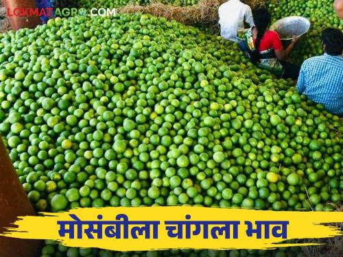 Sweet Lime Market : In Pachod Market, Mosambi got a high rate ; Farmers are happy with the increase in prices | Sweet Lime Market : पाचोड मार्केटमध्ये मोसंबीला मिळाला 'इतक्या' हजारांचा दर; भाव वाढल्याने शेतकरी आनंदी