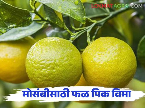 Mosambi Pik Vima Yojana : How and how much crop insurance to pay for hail in Mosambi fruit crop | Mosambi Pik Vima Yojana 2024 : मोसंबी फळपिकात गारपीटसाठी कसा आणि किती भरावा पिक विमा