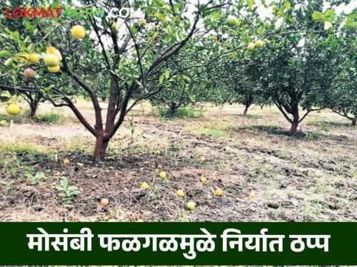 Mosmbi exports to foreign countries stopped; Fruit drop does not stop | परदेशात होणारी मोसंबीची निर्यात ठप्प; फळगळती थांबेना