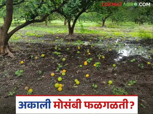 latest news Mosambi Farming : Mosambi growers in crisis; Huge losses due to premature fruit shedding Read in detail | Mosambi Farming : मोसंबी उत्पादक संकटात; अकाली फळगळतीमुळे मोठं नुकसान वाचा सविस्तर