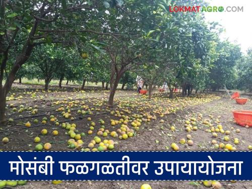 latest news Mosambi Farming: Scientists enter the field; Campaign to control Mosambi fruit flies | Mosambi Farming : शेतात शास्त्रज्ञ उतरले; मोसंबी फळगळीवर नियंत्रणाची मोहीम