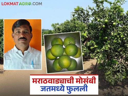 A teacher who left for work brought Marathwada's mosambi to western Maharashtra; Good income at low cost | नोकरी निमित्ताने गेलेल्या शिक्षकाने मराठवाड्याची मोसंबी आणली पश्चिम महाराष्ट्रात; कमी खर्चात चांगले उत्पन्न