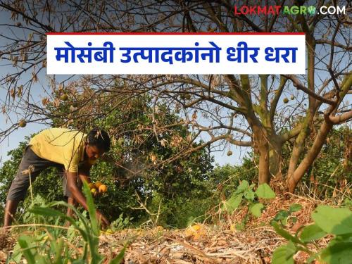 latest news Citrus growers, don't lose heart; don't take hasty decisions - Read Dr. M. B. Patil's advice in detail | मोसंबी उत्पादकांनो धीर सोडू नका; घाईत निर्णय घेऊ नका- डॉ. एम. बी. पाटील यांचा सल्ला वाचा सविस्तर