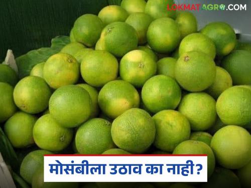 latest news Mosambi Market: Mango bahar mosambi market slows down in Pachod; Know the details | Mosambi Market : पाचोडमध्ये आंबा बहार मोसंबीचा बाजार मंदावला; जाणून घ्या सविस्तर
