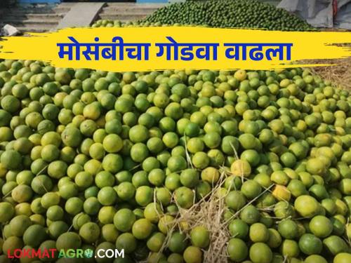 Mosambi Market : The sweetness of Pachod's Mosambi increased; Inflow of 350 tonnes per day | Mosambi Market : पाचोडच्या मोसंबीचा गोडवा वाढला; दिवसभरात ३५० टनांची आवक