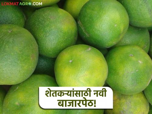 latest news Mosambi Market: New market for farmers; Highest price of Mosambi on the first day in this market | Mosambi Market : शेतकऱ्यांसाठी नवी बाजारपेठ; 'या' बाजारात पहिल्याच दिवशी मोसंबीचा उच्चांक दर