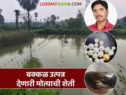 Latest News Success Story Farmers in Gadchiroli district are doing profitable pearl farming | गोदावरीच्या सुपीक काठावर 'मोती संवर्धन', खर्चापेक्षा दुप्पट उत्पादन, कशी करतात मोत्यांची शेती? 
