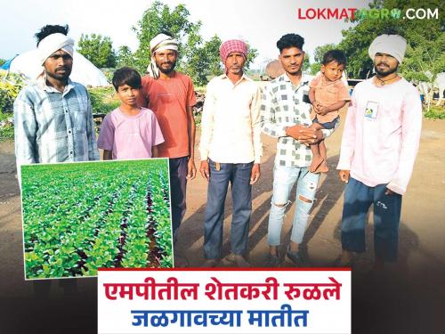 Latest News agriculture news Came from Madhya Pradesh and settled in soil of Jalgaon | मध्य प्रदेशातून आले अन् जळगावच्या मातीत रुळले, आता शेतीतही भागीदारी!