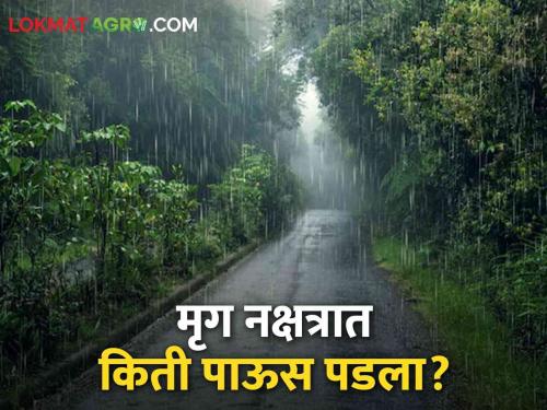 Latest News Nashik district average rainfall of 20.8 mm in Mrug Nakshatra see details | Mrug Nakshtra : नाशिक जिल्ह्यात मृग नक्षत्रात कुठे-किती पाऊस झाला? वाचा सविस्तर 
