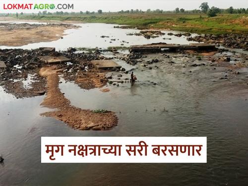 Latest News Rains of Mirig Nakshatra will fall in Few districts of maharashtra read in detail | Maharashtra Rain Alert : राज्यातील 'या' जिल्ह्यांत मृग नक्षत्राच्या सरी बरसणार, वाचा सविस्तर  