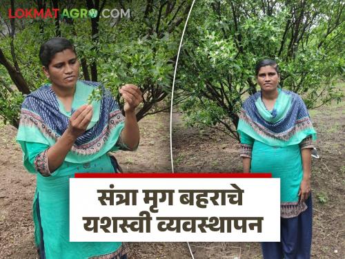 Latest News Santra Mrug Bahar How was orange blossom bloom successfully managed despite unseasonal rains | Santra Mrug Bahar : अवकाळी पाऊस होऊनही संत्रा मृग बहराचे यशस्वी व्यवस्थापन कसे केले?